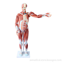 Human Muscular System Model